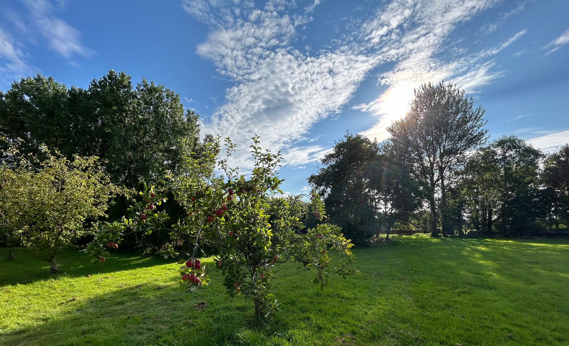 Scenic orchard where the bees forage for the creation of Lancashire Honey, reflecting the natural environment of production.